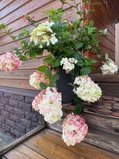 ПИТОМНИК ДЕКОРАТИВНЫХ РАСТЕНИЙ 🌸🌸🌸🌸